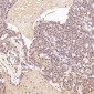 Anti-p57 Kip2 Rabbit Monoclonal Antibody
